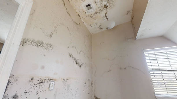 Best Crawl Space Mold Remediation  in Independence, KY