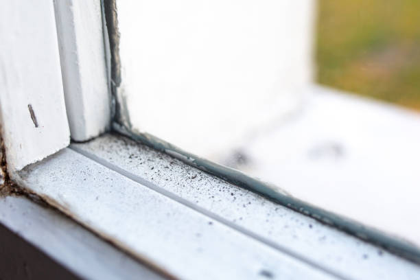 Best Commercial Mold Inspection  in Independence, KY