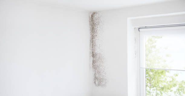 Best Environmental Consulting for Mold Prevention  in Independence, KY